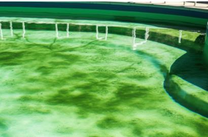 Green pool Gulf Breeze.